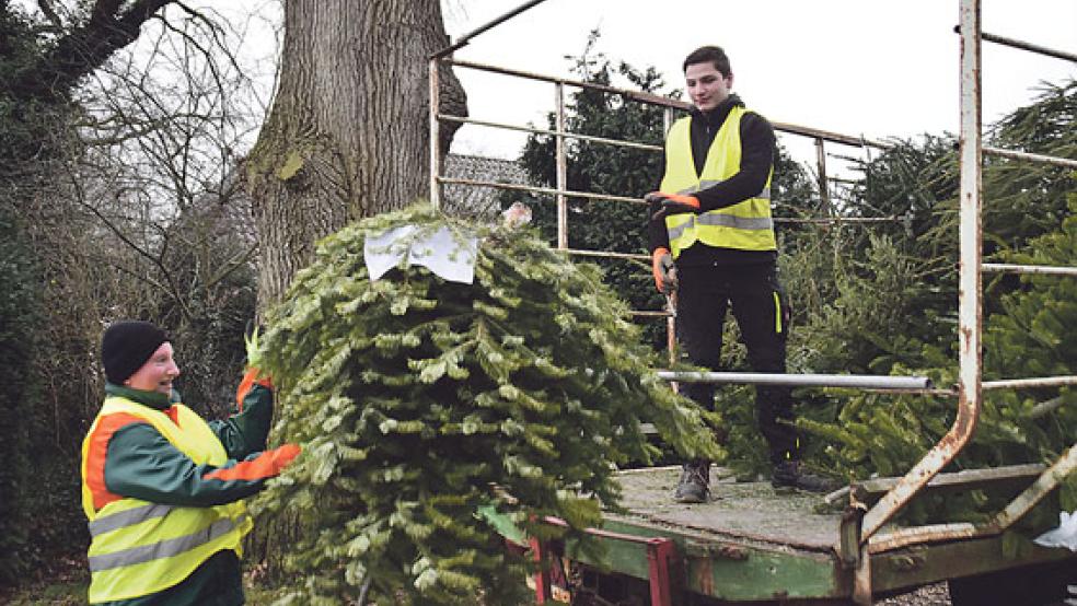Konfirmation haben sie schon längst gehabt, trotzdem halfen Ludger (links) und Joost am Sonnabend ganz uneigennützig mit bei der großen Weihnachtsbaum-Sammlung in Bunde, Boen und Bunderhee. © Foto: Himstedt