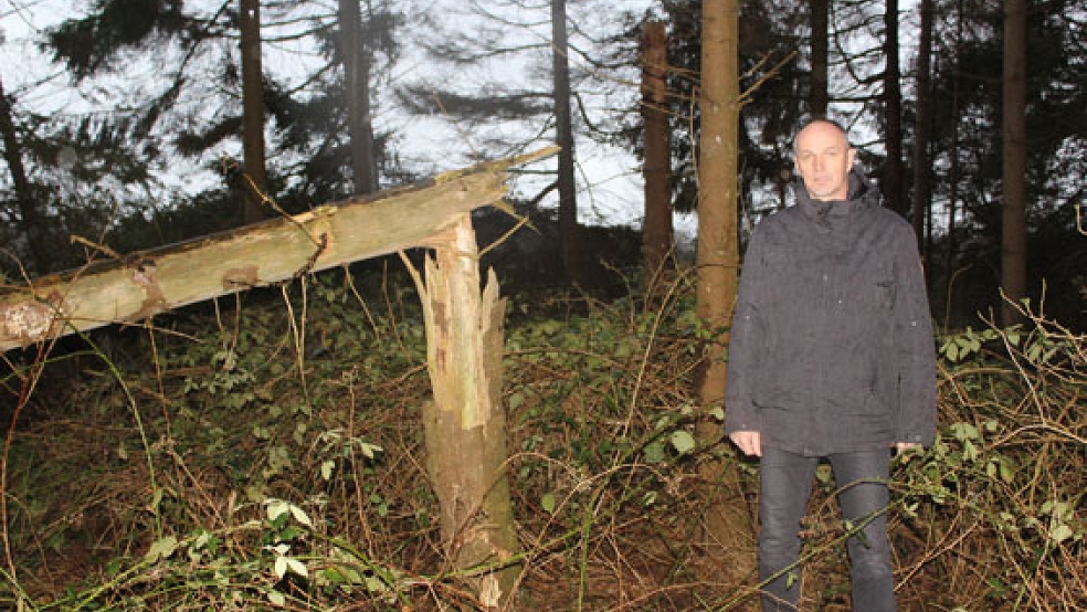 Inmitten von Brombeersträuchern und umgestürzten Fichten erklärte Detlef Kolthoff der RZ seine Idee für die Umwandlung des kleinen Waldstücks am Windpark Dwarstief. © Foto: Berents