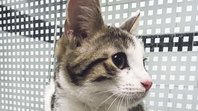 Kleiner Kater lebte unter Holzstapel