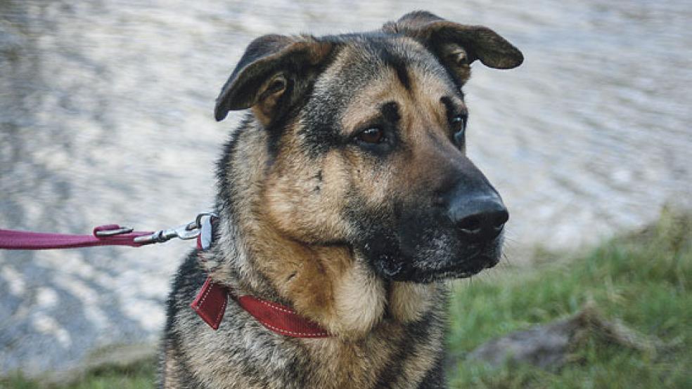 »Boris« sucht ein Zuhause. © Foto: Tierschutz Rheiderland