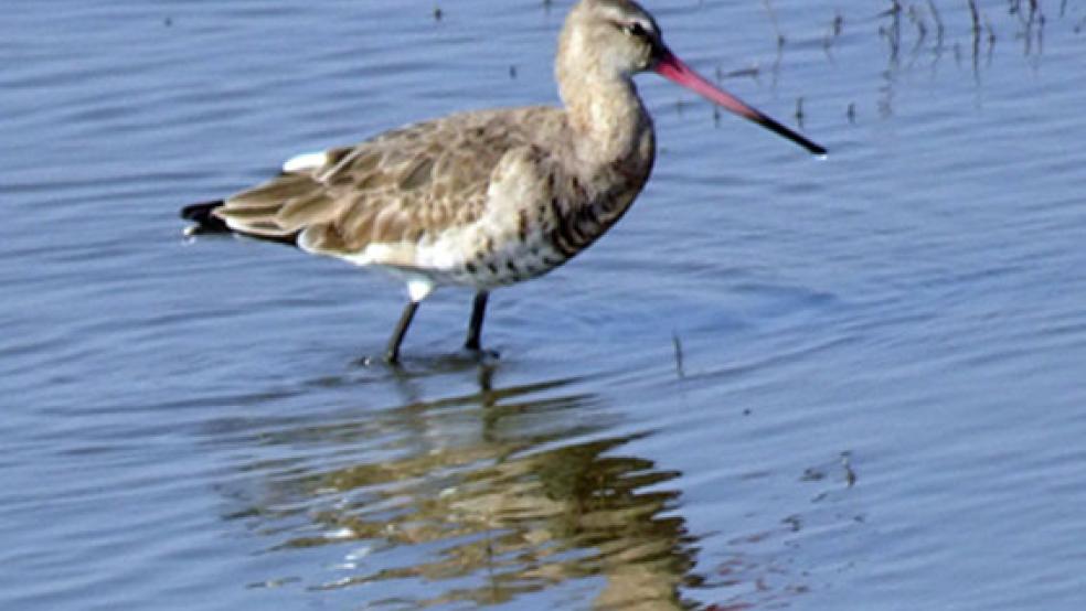 Der Bestand der Uferschnepfe ist im EU-Vogelschutzgebiet »Emsmarsch« um 83 Prozent zurückgegangen. © Foto: Pixabay