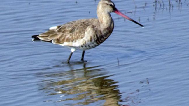 Vogelkundler arbeiten an Ems-Expertise