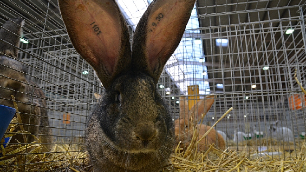 Rund 2100 Kaninchen sind heute und morgen in Leer zu sehen. © Ammermann