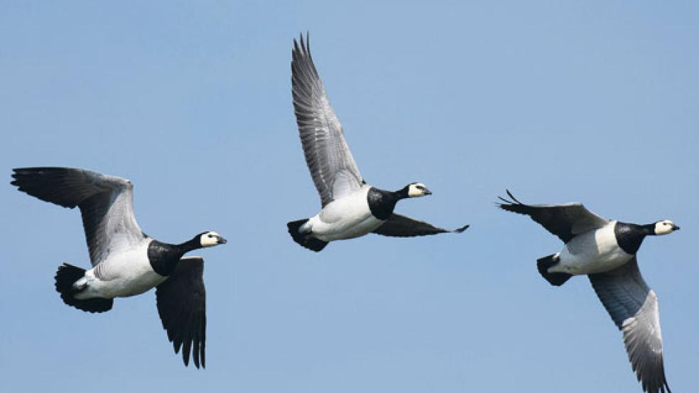 Im Anflug: Nach einem Monitoring im Auftrag des Landesbetriebs NLWKN haben die Bestände an rastenden Nonnengänsen (im Bild) und Blässgänsen im EU-Vogelschutzgebiet »Rheiderland« und angrenzenden Bereichen in den vergangenen Jahren nicht weiter zugenommen. Die Blässgänse sind demnach deutlich weniger geworden. © Symbolfoto: PIxabay