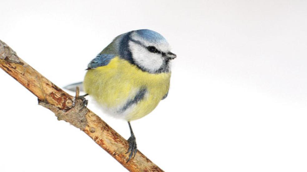 Die Blaumeise und der Haussperling liegen bei der NABU-Vogelzählung auf den vorderen Plätzen. © Foto: Naturschutzbund