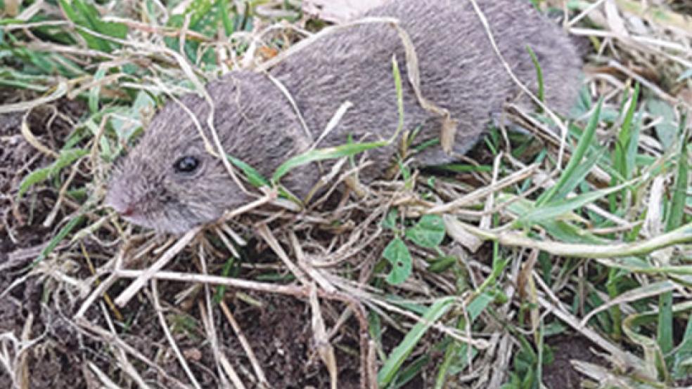 Ein possierliches Tier mit erheblichen Auswirkungen: Wühlmäuse sind derzeit eine Plage auch im Rheiderland. © Foto: Pixabay