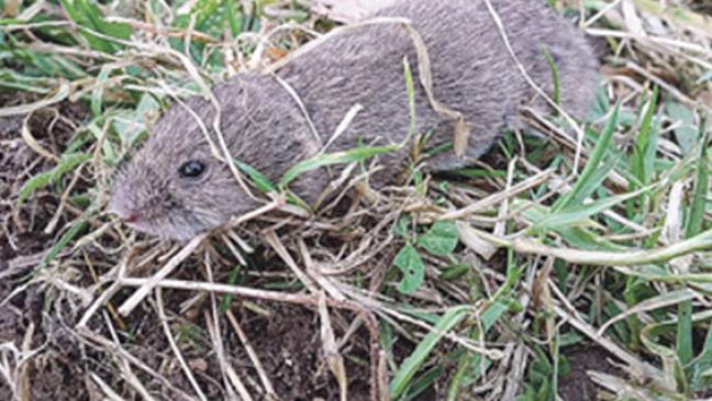 Hilfen bei Wühlmaus-Schäden