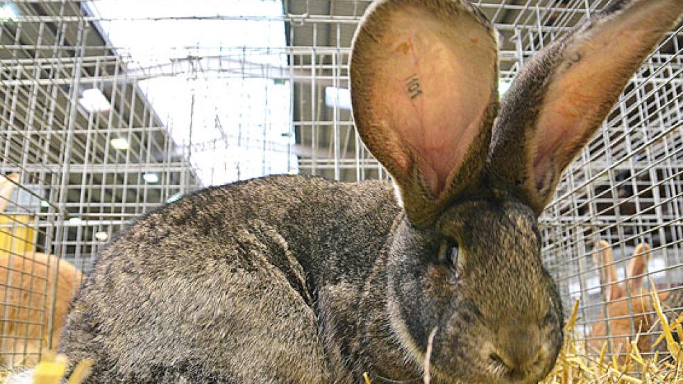 Ein Deutscher Riese kann auch wohl mal bis zu zehn Kilo auf die Waage bringen. Bereits am Samstagvormittag strömten die ersten Hundert Besucher in die Leeraner Ostfrieslandhalle (Bild rechts). © Fotos: Ammermann