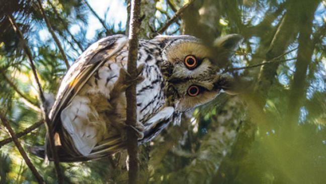 Eulen auf dem Vormarsch