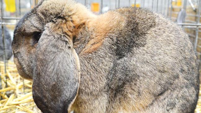 Neue Meister im Rheiderland