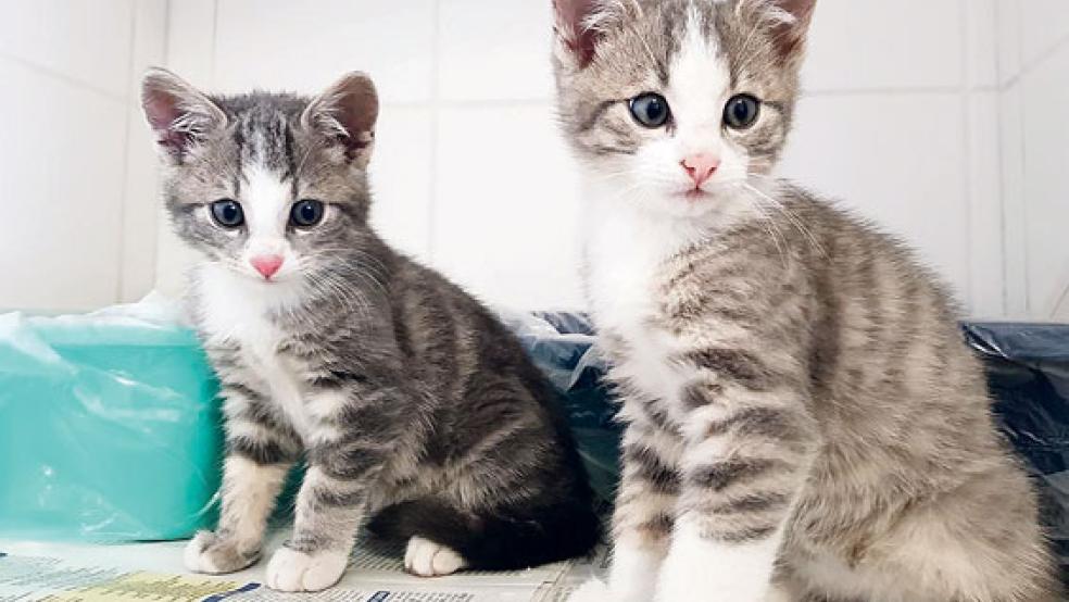  © Foto: Tierschutz Rheiderland