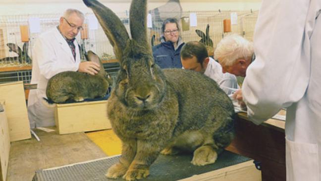Rammler auf dem Prüfstand