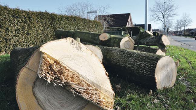 Sicherheit nicht mehr gewährleistet: Eichen wurden gefällt