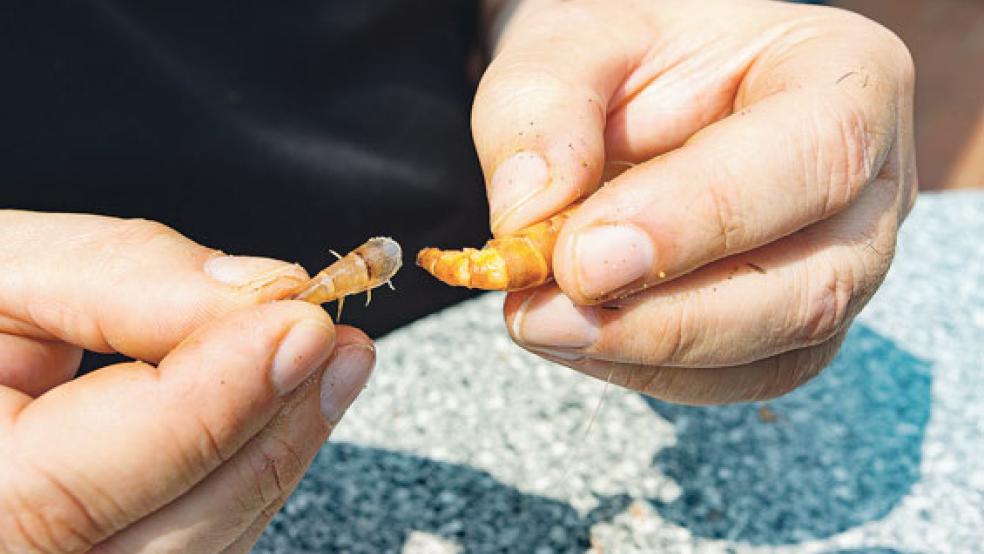 Wie kommt die Krabbe aus der Schale? In diesem Fall ganz traditionell per Hand. © Foto: Frischlich