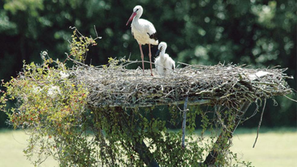 Ein Storch mit einem Jungen im Nest beim Sägewerk Hesse in Weener-Buschfeld. © Archivfoto: Szyska