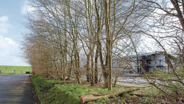 Erlen am Alten Hafen wegen Sturmschäden gefällt