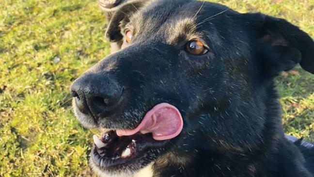 Hundepärchen sucht  ein neues Zuhause