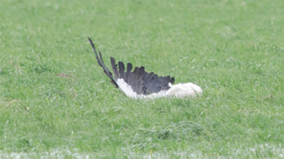 Trauriges Ende einer Quartiersuche: Ein Storch ist am Montag gegen einen Hochspannungsmast geflogen und verendet. © Foto: Hanken