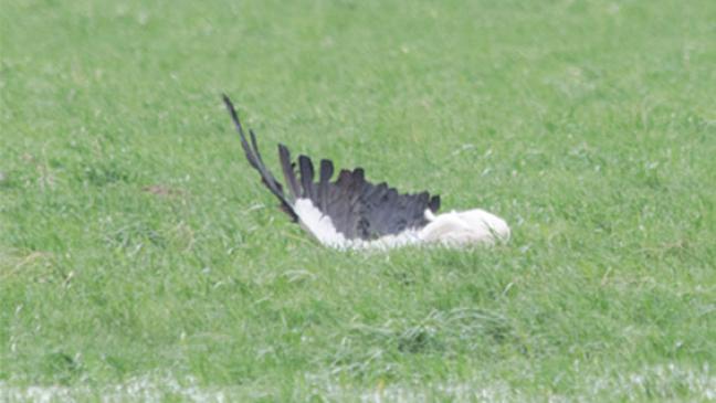 Adebar-Absturz in Vellage