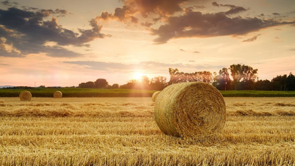 Über die Zukunft der Landwirtschaft im Rheiderland gibt es geteilte Meinungen. © Symbolfoto: Pixabay