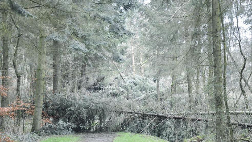 Im Stadtwald in Holthusen sind viele Fichten dem Sturmtief »Sabine« zum Opfer gefallen. Wann die Aufräumarbeiten beginnen können, steht allerdings noch nicht fest.  © Foto: Boelmann
