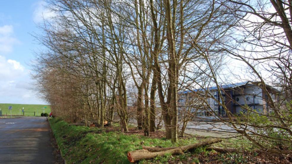 Nach dem Sturmtief »Sabine« waren bereits einige Erlen aus der Baumreihe entfernt worden. © Foto: Hoegen