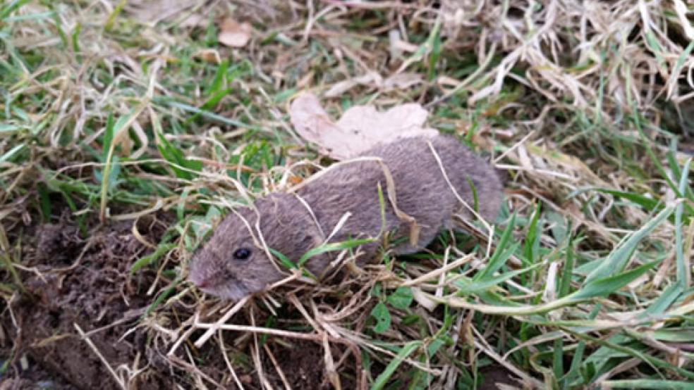 Im Kampf gegen die Wühlmausplage können sich die Landwirte im Rheiderland über Unterstützung durch das Niedersächsische Landwirtschaftsministeriums freuen.  © Foto: Pixabay