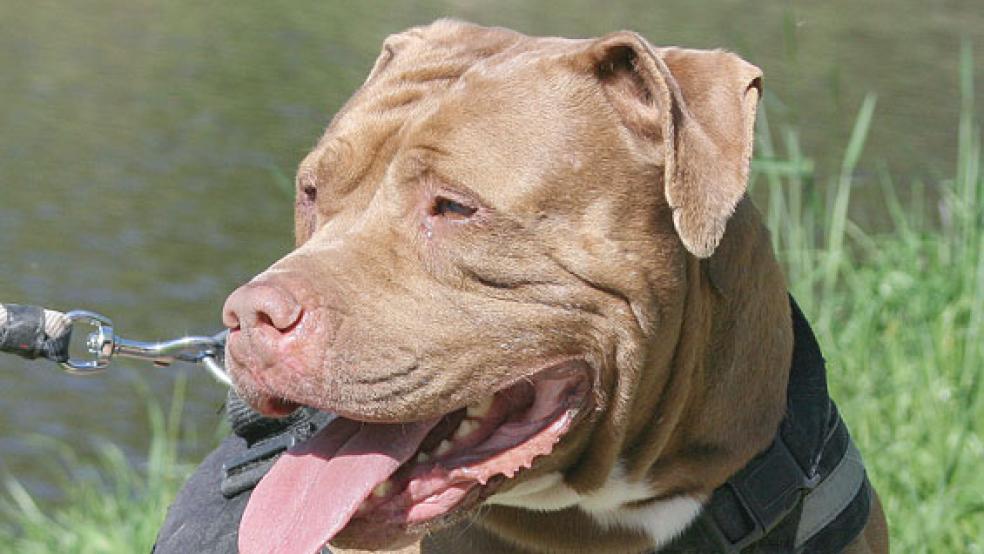 Hexe ist sehr verschmust. © Foto: Tierschutz Rheiderland