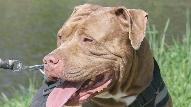 Neues Zuhause für verschmuste Hexe