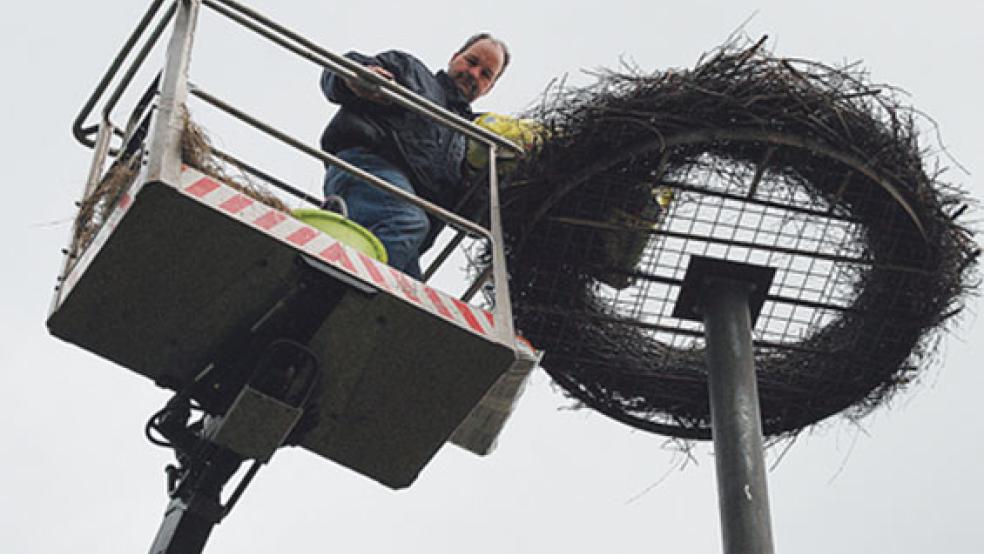 Johann Santjer in luftiger Höhe beim »Befüllen« des Nestes auf einem alten Laternenmast mit Betonfundament.  © 