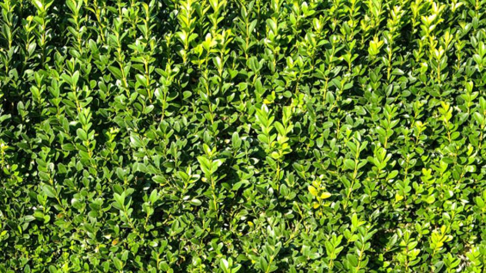 Für die Grünpflege gelten die Paragrafen des Bundesnaturschutzgesetzes. © Symbolfoto: Pixabay