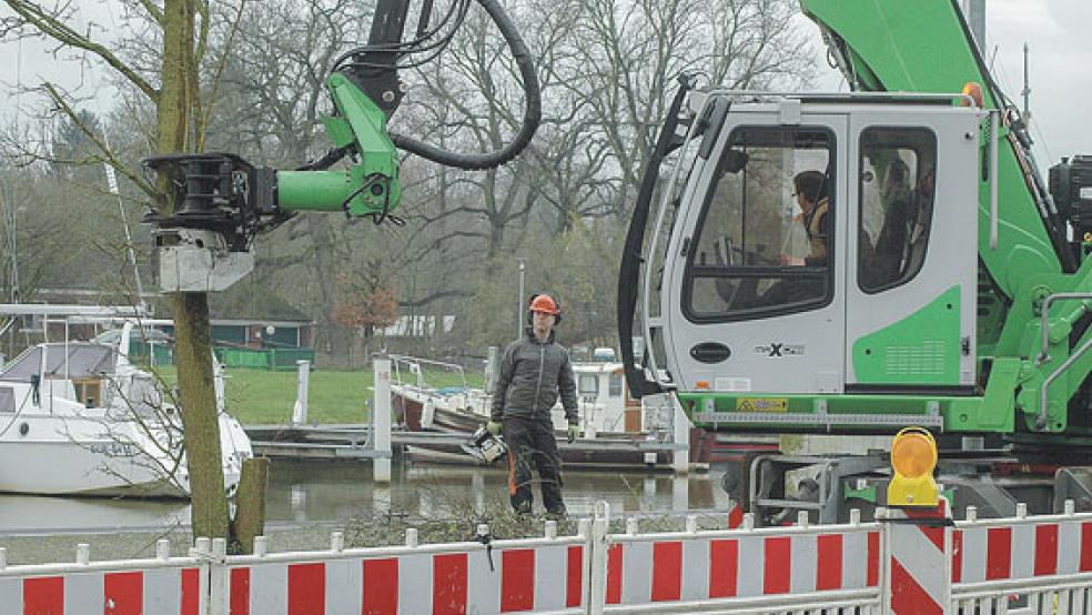 Mit schwerem Gerät fällten Mitarbeiter des Lohnunternehmens Janssen aus Middels die Bäume. © Foto: Szyska