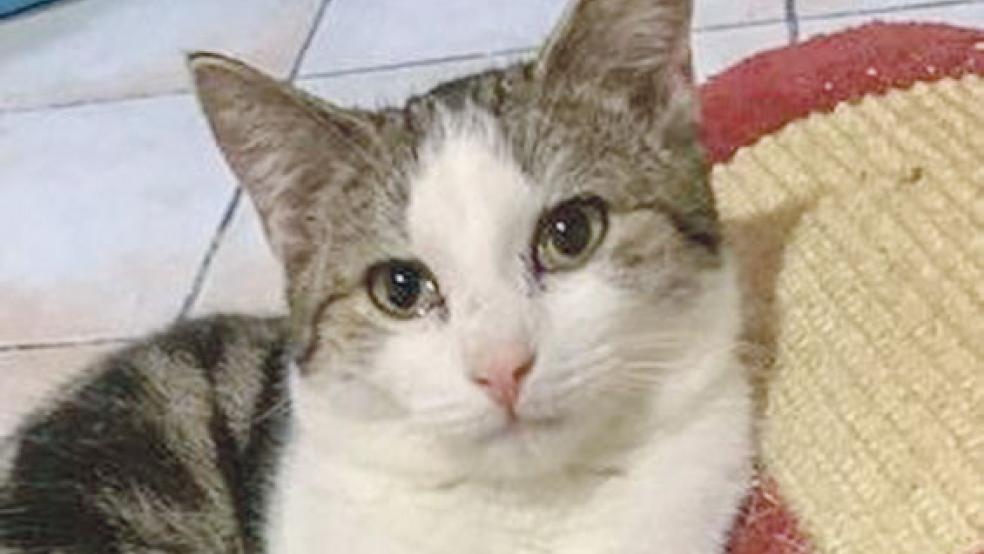 Kater Prince ist verspielt und hat nichts gegen andere Katzen. © Foto: Tierschutz Rheiderland