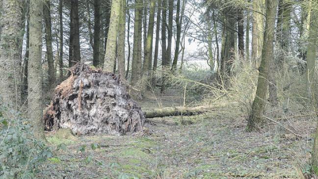 Teil des Stadtwaldes bleibt weiter gesperrt