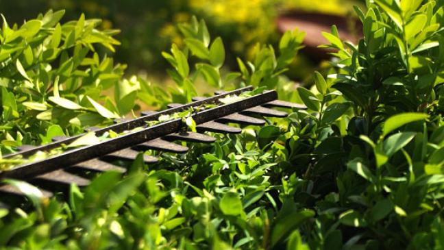 Strauchschnitt wird wieder abgeholt