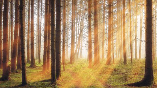 Bei Kindern »Faszination Wald« wecken