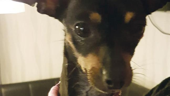 Hunde-Dame »Jessy« liebt Menschen