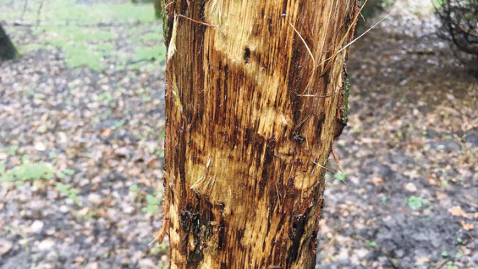 Im Hessepark in Weener sind die Koniks (Wildpferde) als »Gärtner« tätig. Zu sehen ist auch, dass Bäume angefressen werden.  © Foto: Boelmann