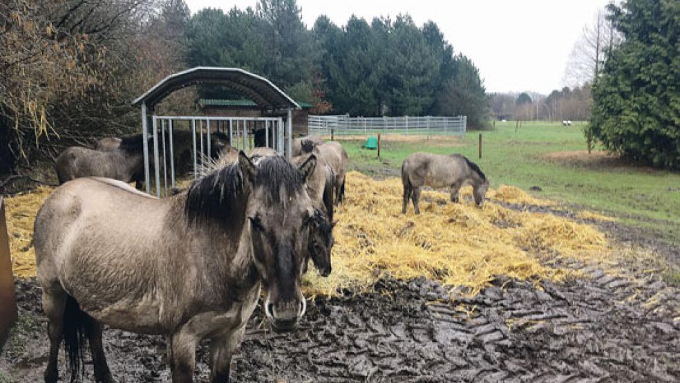 Schon seit vielen Jahren sind die Koniks (Wildpferde) im Hessepark in Weener beheimatet. Die Vierbeiner sind ein wichtiger Bestandteil eines Beweidungsprojektes des Naturschutzbundes (NABU).  © Foto: Boelmann