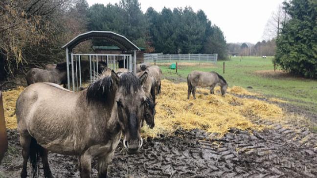 Weniger Pferde im Hessepark gefordert
