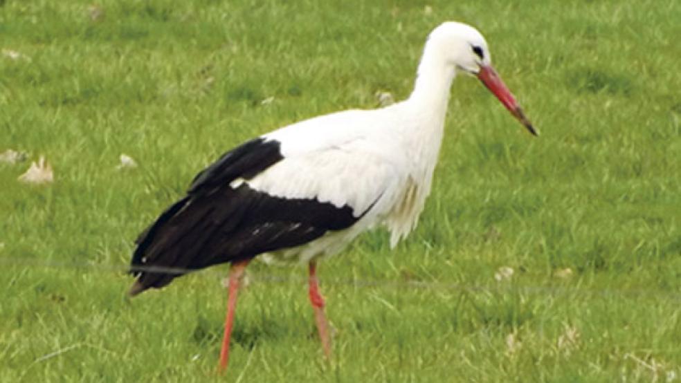 Ein Weißstorch bei der Futtersuche. © Archivfoto: Großpietsch
