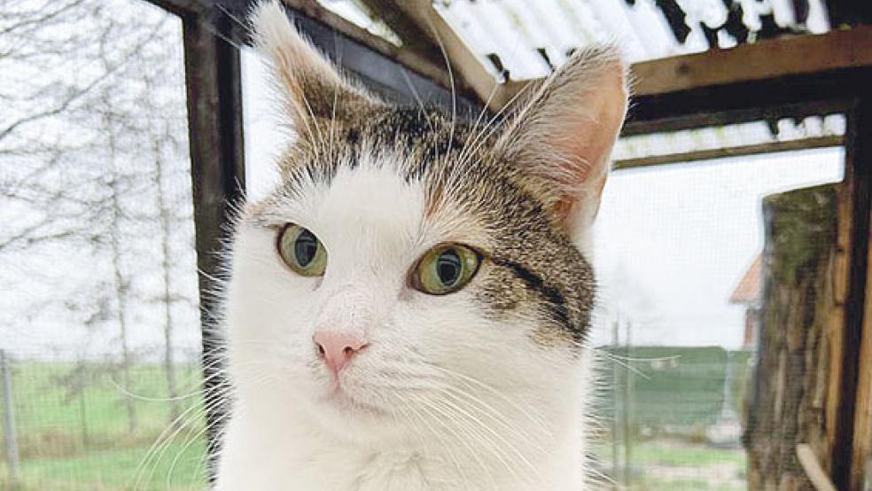 »Feline« kam 2018 ins Tierheim in Stapelmoor. © Foto: privat