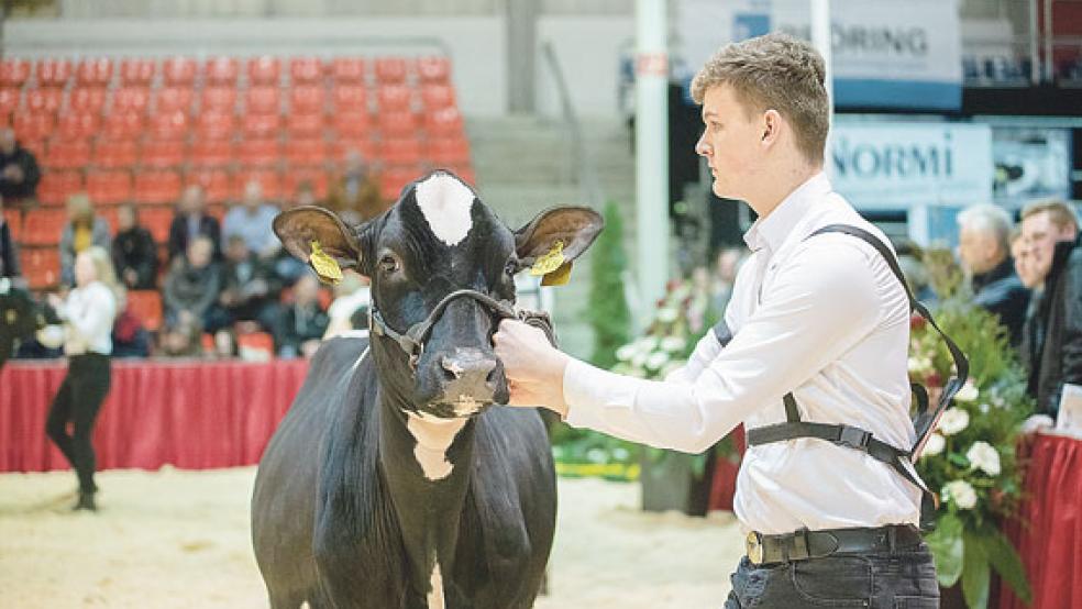 Luca Janssen qualifizierte sich mit »J Miss Gold« für die Deutschen Meisterschaften im Vorführen, die vom 4. bis zum 7. Mai in Fließem (Rheinland-Pfalz) stattfinden .  © Foto: Gelder/VOST