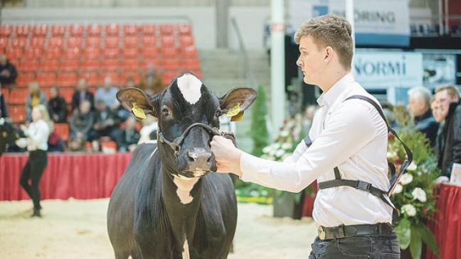 Rheiderländer Jungzüchter schlagen sich achtbar