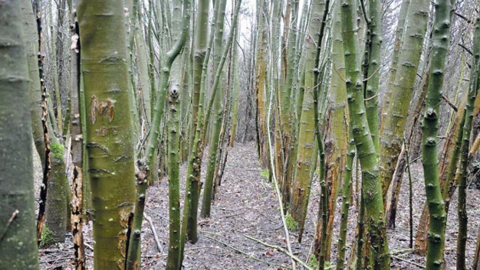 Der Hessepark in Weener ist bei vielen Naturliebhabern sehr beliebt. Das soll auch so bleiben. © Foto: Boelmann