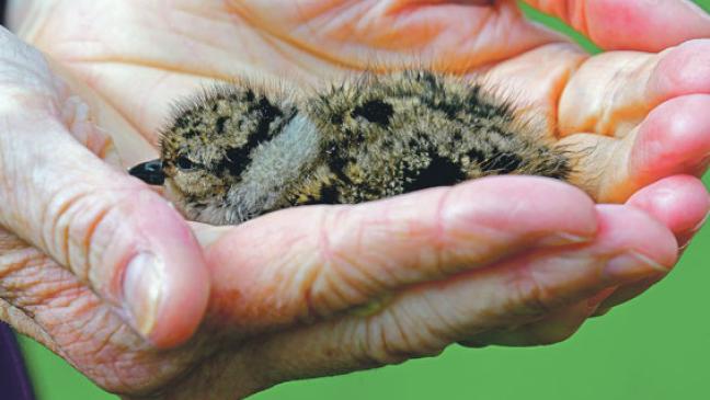 Stangen für den Gelegeschutz