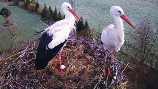 Ei, was ist denn da? Neues Storchenmärchen in Sicht