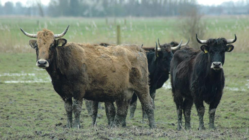 Noch 29 Heckrinder stehen jetzt auf den Weiden in Coldam. Der Naturschutzbund hatte dort am Montag zwei große Bullen per Kugelschuss töten lassen. Die Rinder beweiden das Gebiet zurzeit zusammen mit 15 Konik-Hengsten. © Foto: Szyska