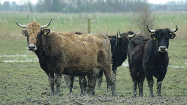 Wirbel um tote Rinder