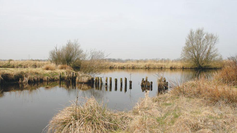 Im Kernbereich des Schutzgebiets befindet sich die Mündung des Kattdarms ins Fehntjer Tief. © Foto: Julia Delingat (NLWKN)